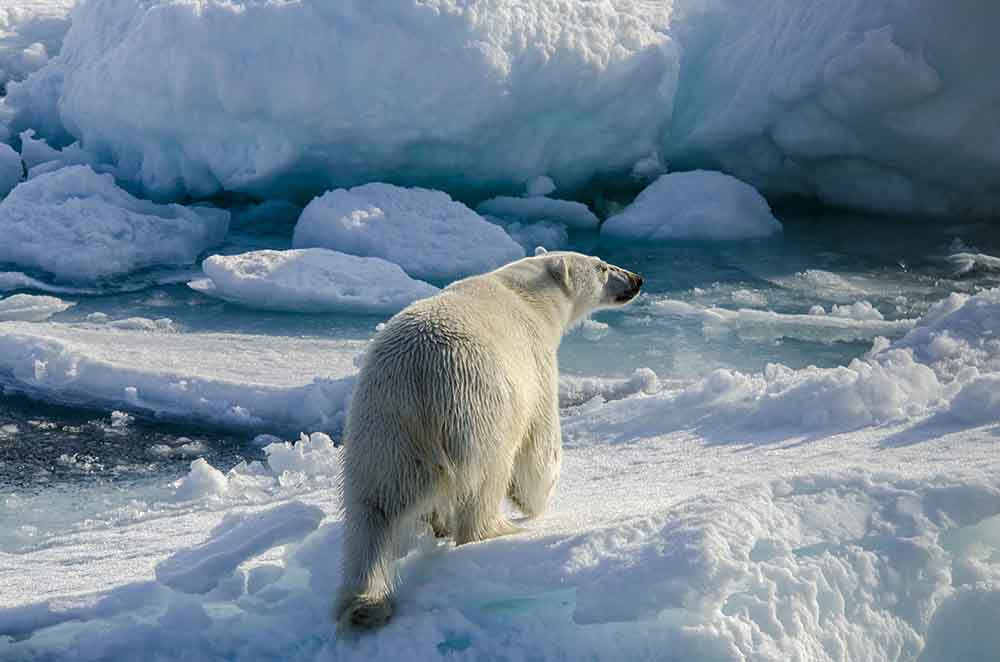 Oso Polar - islas Svalbard - Noruega 15.jpg
